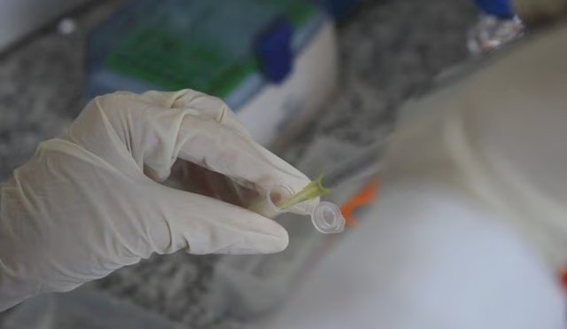“Calixcoca”, la vacuna experimental contra la adicción a la cocaína que desarrollan científicos de Brasil