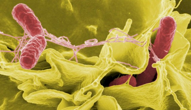BACTERIA