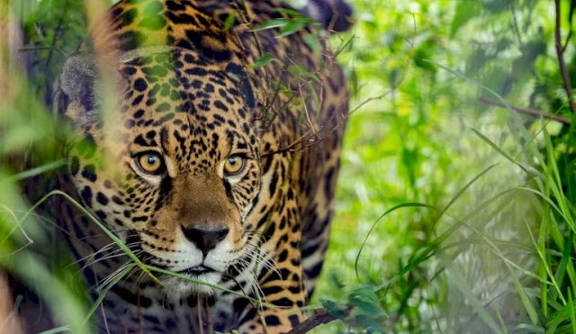 GREENPEACE